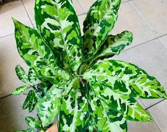 Aglaonema Pictum tricolor starter plant **(ALL plants require you to purchase ANY 2 plants!)**