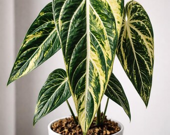 inexpensive bonsai trees Bonsai Tree Bundle