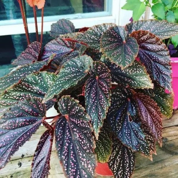 Begonia Miss mummy Starter Plant (ALL STARTER PLANTS require you to purchase 2 plants!)