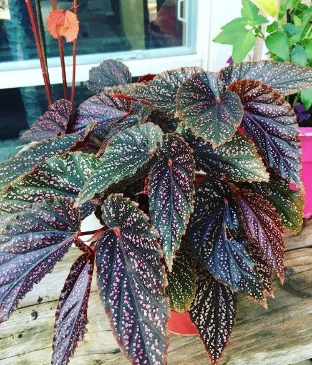 Begonia Miss mummy Starter Plant (ALL STARTER PLANTS require you to purchase 2 plants!)