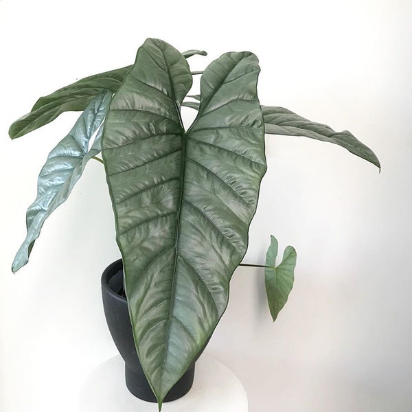 Alocasia ‘Corazon’ starter plant (All starter plants require you to purchase TWO plants)