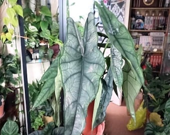 Alocasia Heterophylla (dragons Breath) : Indoor Plants - Easy Care