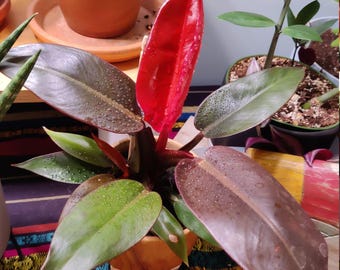 Philodendron Red Sun Starter Plant **(ALL Plants Require You to Purchase  ANY 2 Plants!)** - Etsy