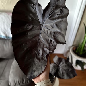 Colocasia black coral starter plant (ALL STARTER PLANTS require you to purchase 2 plants!)