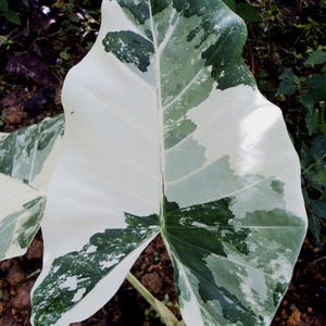 variegated alocasia California Starter Plant (ALL STARTER PLANTS require you to purchase 2 plants!)