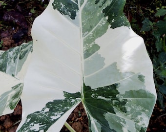 variegated alocasia California Starter Plant (ALL STARTER PLANTS require you to purchase 2 plants!)