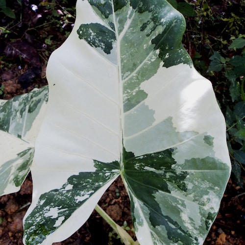variegated alocasia California Starter Plant (ALL STARTER PLANTS require you to purchase 2 plants!)