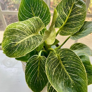Philodendron Birkin Starter Plant (ALL STARTER PLANTS require you to purchase 2 plants!)