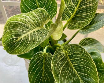 Philodendron Birkin Starter Plant (ALL STARTER PLANTS require you to purchase 2 plants!)