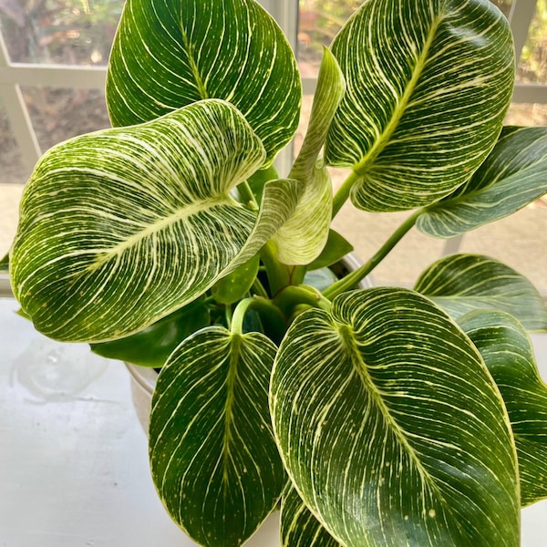 Planta de inicio Philodendron Birkin (¡TODAS LAS PLANTAS DE INICIO requieren la compra de 2 plantas!)