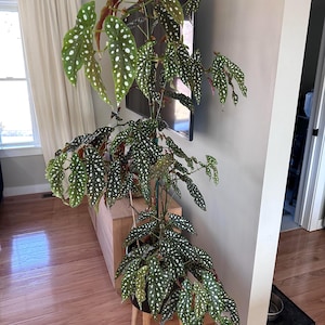 Begonia Maculata 4” pot (ALL STARTER PLANTS require you to purchase 2 plants!)