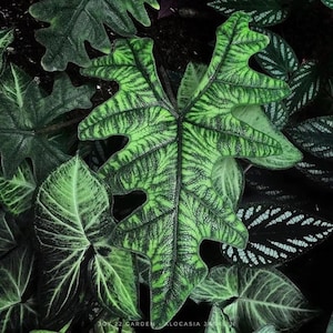 Alocasia jacklyn Starter Plant (preorder) (ALL STARTER PLANTS require you to purchase 2 plants!)