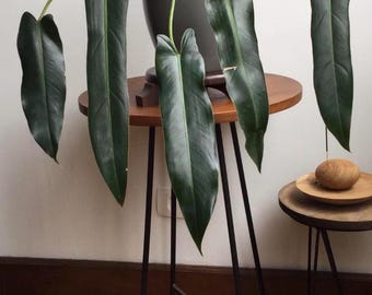 Philodendron spiritus sancti 2” pot (ALL STARTER PLANTS require you to purchase 2 plants!)