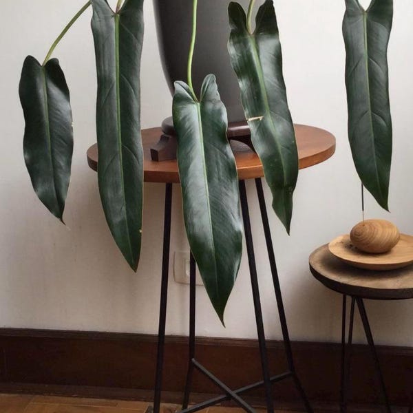 Philodendron spiritus sancti 2” pot (ALL STARTER PLANTS require you to purchase 2 plants!)