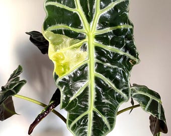 Variegated alocasia polly aurea Starter Plant (ALL STARTER PLANTS require you to purchase 2 plants!)