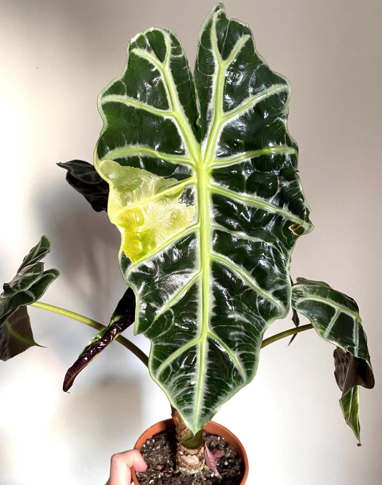 Variegated Alocasia Polly Aurea Starter Plant (ALL STARTER PLANTS