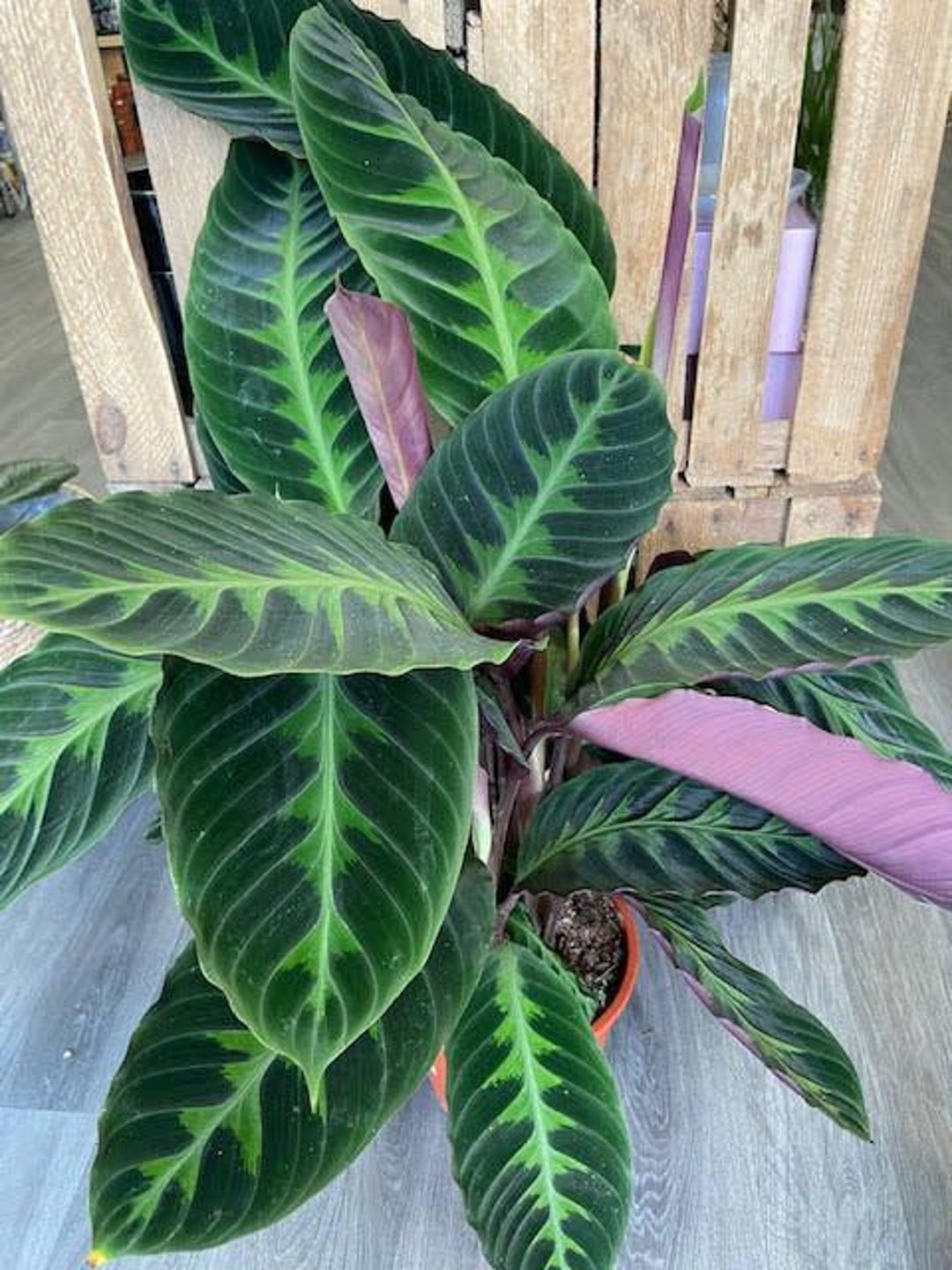Calathea Jungle Velvet Starter Plant ALL STARTER PLANTS Require You to