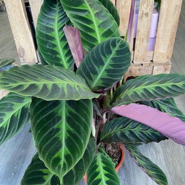 Calathea Jungle Velvet Starter Plant (ALL STARTER PLANTS require you to purchase 2 plants!)