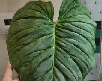 philodendron Majestic Starter Plant (ALL STARTER PLANTS require you to purchase 2 plants!)