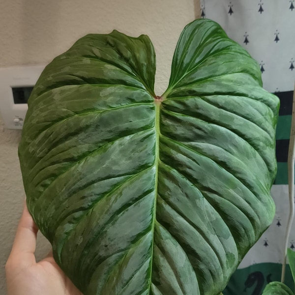 philodendron Majestic Starter Plant (ALL STARTER PLANTS require you to purchase 2 plants!)