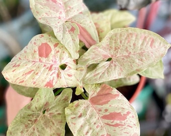 Puede incluir: Primer plano de una planta de interior con hojas grandes y variegadas. Las hojas son de color verde claro con manchas rosadas y blancas.