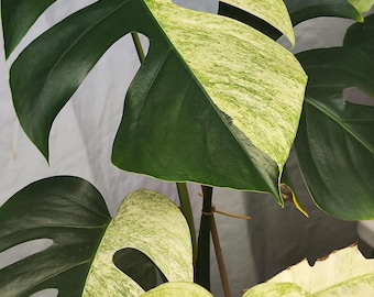 philodendron hybrida white measure pflege Philodendron Birkin