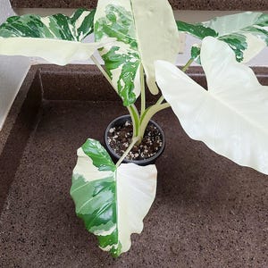 Alocasia Macro Variegata 2” pot (ALL STARTER PLANTS require you to purchase 2 plants!)