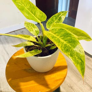 Philodendron Calkins Gold Starter Plant (ALL STARTER PLANTS require you to purchase 2 plants!)