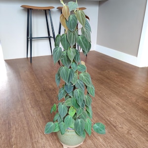 Philodendron Micans vining starter plant **(ALL plants require you to purchase ANY 2 plants!)**