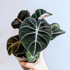Alocasia Black Velvet Starter Plant (ALL STARTER PLANTS require you to purchase 2 plants!)