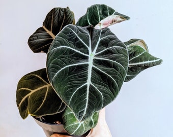 Alocasia Black Velvet Starter Plant (ALL STARTER PLANTS require you to purchase 2 plants!)