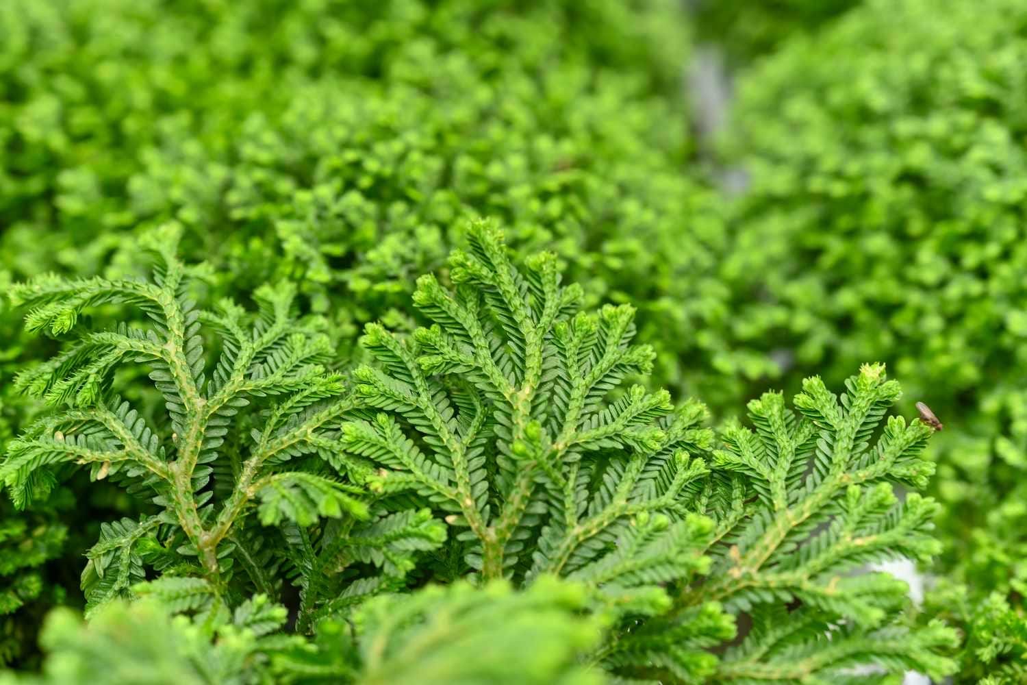 Selaginella Kraussiana green Spikemoss Starter Plant (ALL STARTER PLANTS  Require You to Purchase 2 Plants!) - Etsy