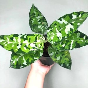 Aglaonema Pictum tricolor multi stem 4” plant  **(ALL plants require you to purchase ANY 2 plants!)**