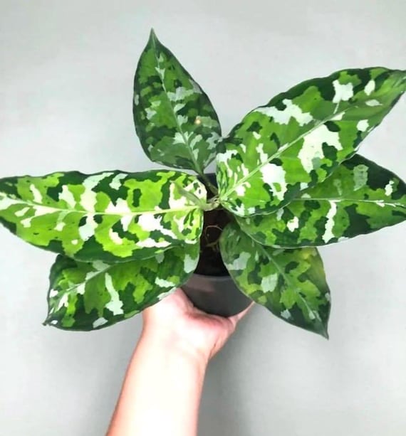 Aglaonema Pictum Tricolor Multi Stem 4” Plant **(ALL Plants