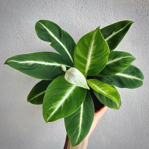 Spathiphyllum ‘Silver Streak’  Starter Plant (ALL STARTER PLANTS require you to purchase 2 plants!)