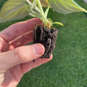 May include: A small plant with light green leaves and a network of roots. The plant is held in a person's hand against a backdrop of green grass. The leaves have a subtle, textured appearance.