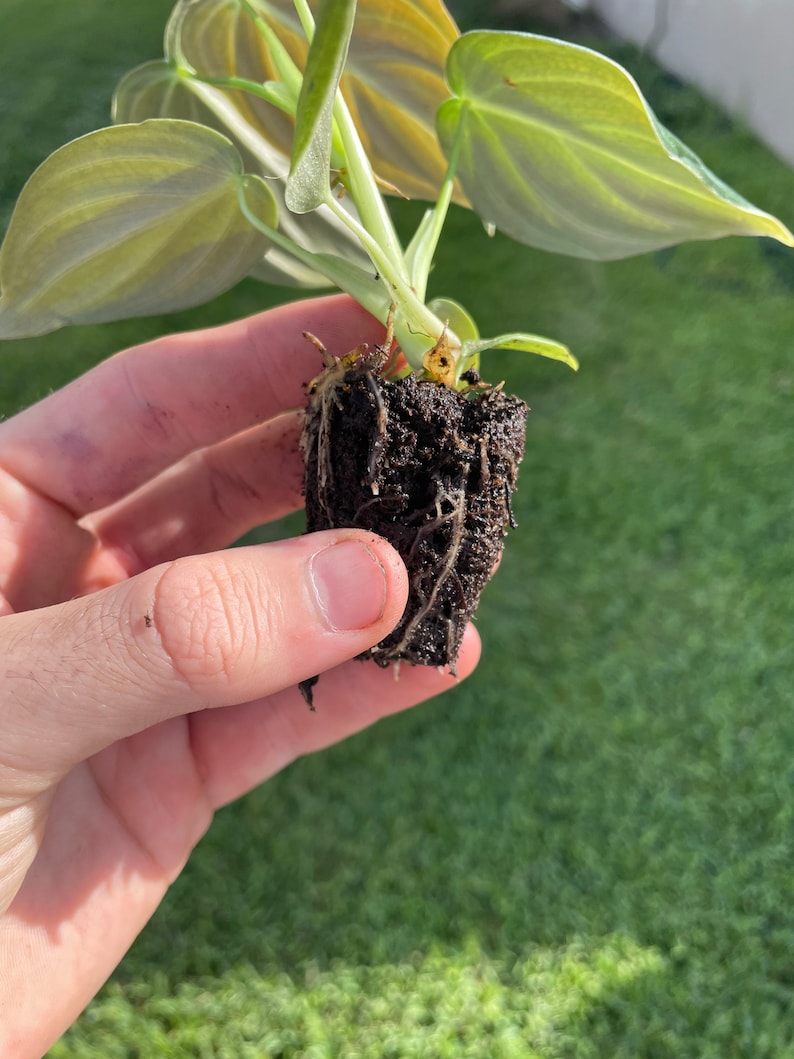 May include: A small plant with light green leaves and a network of roots. The plant is held in a person's hand against a backdrop of green grass. The leaves have a subtle, textured appearance.