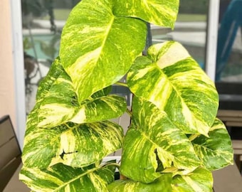 Hoya Hawaiian Pothos 4” pot (ALL STARTER PLANTS require you to purchase 2 plants!)