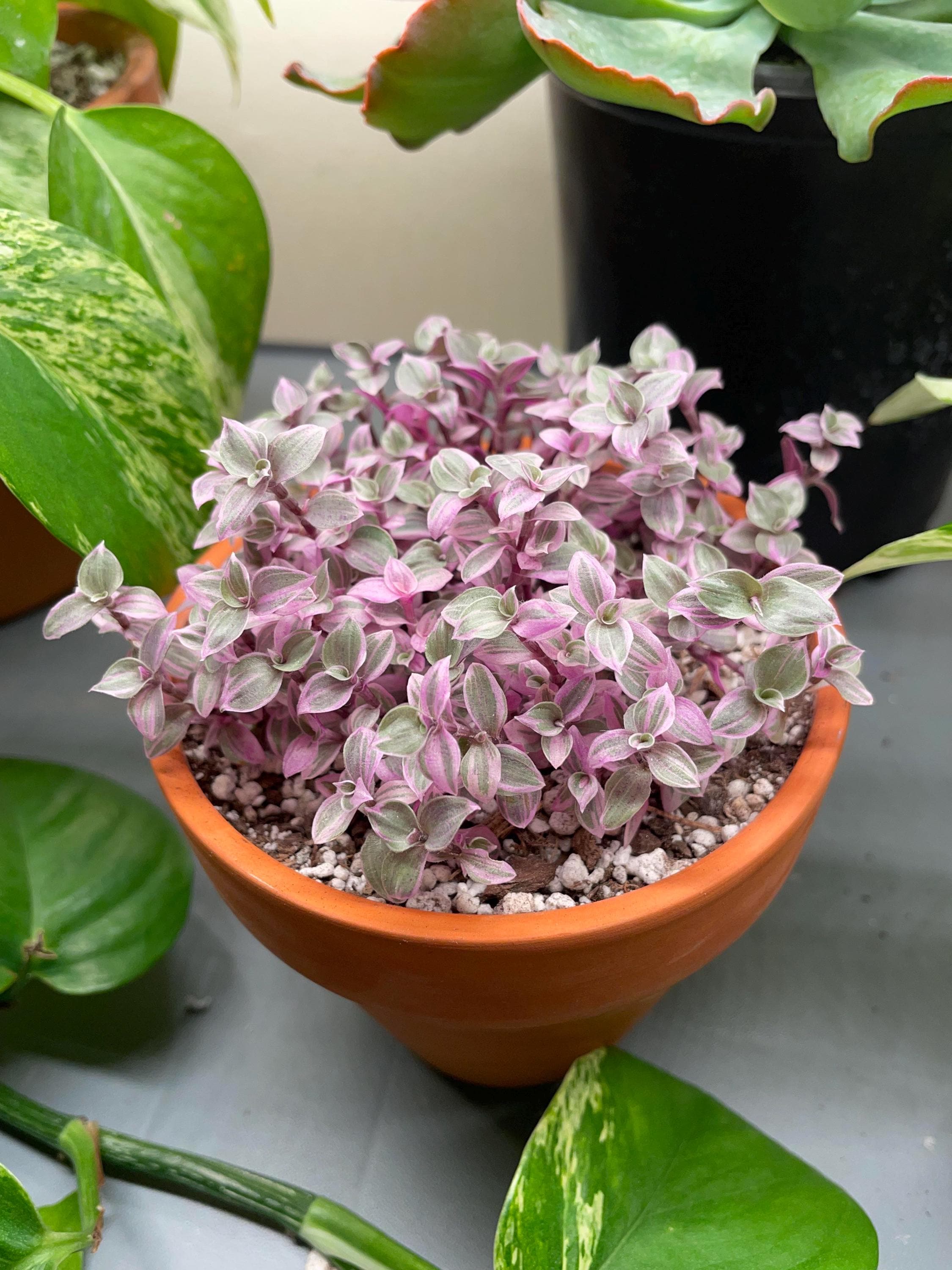 unique house plant pots Popular Houseplant 6-pack: Easy Plant Variety Pack – Cute & Unique Plants main image 0