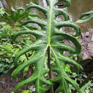 Alocasia Portei “Megalodon” 2” pot (ALL STARTER PLANTS require you to purchase 2 plants!)