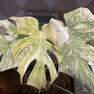 Planta de inicio Monstera Legacy (¡TODAS LAS PLANTAS DE INICIO requieren la compra de 2 plantas!)