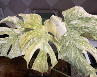 monstera legacy Starter Plant (ALL STARTER PLANTS require you to purchase 2 plants!)