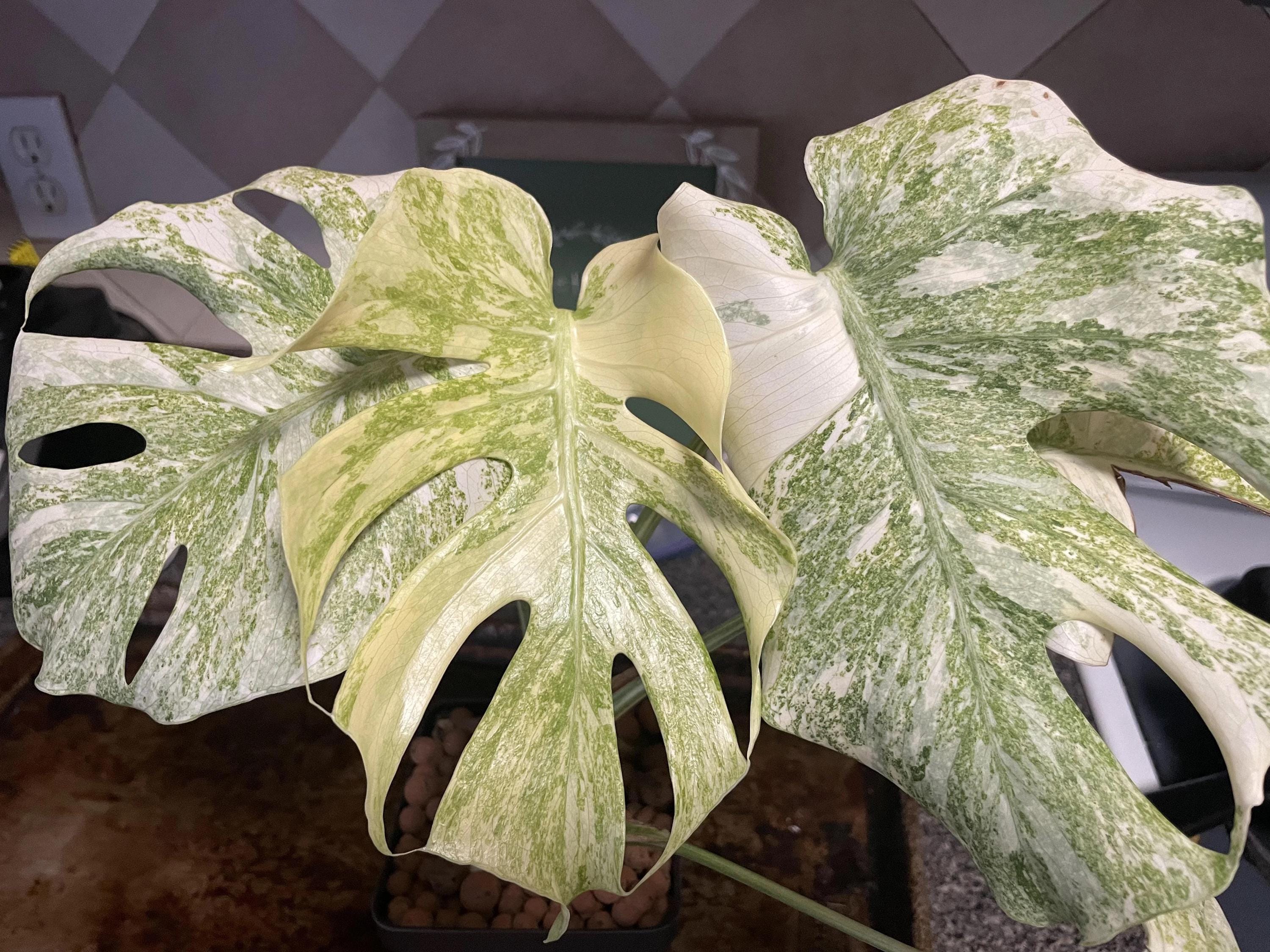 モンステラ・レガシー / Monstera 'Legacy'② Monstera Legacy - thebasements.com