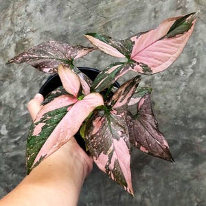 Syngonium pink splash Thai form 2” pot (ALL PLANTS require you to purchase 2 plants!)