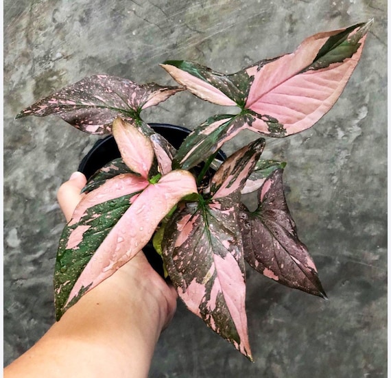Syngonium pink splash Thai form 2 pot (ALL PLANTS require you to purchase  2 plants!)