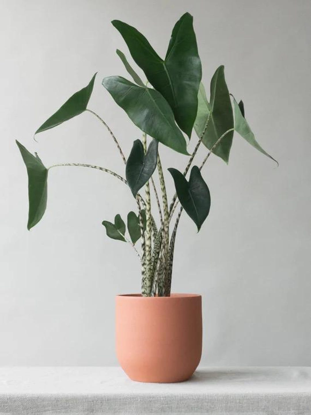 bogenhanf schwiegermutterzunge Bogenhanf Sansevieria Trifasciata Laurentii – Schwiegermutterzunge –