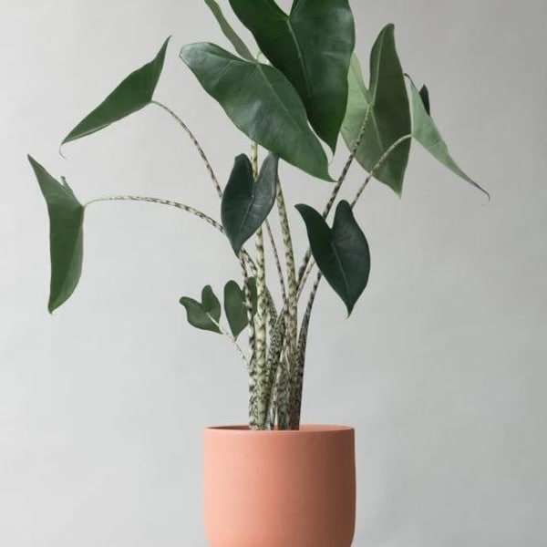 Alocasia zebrina 2” pot (ALL PLANTS require you to purchase 2 plants!)