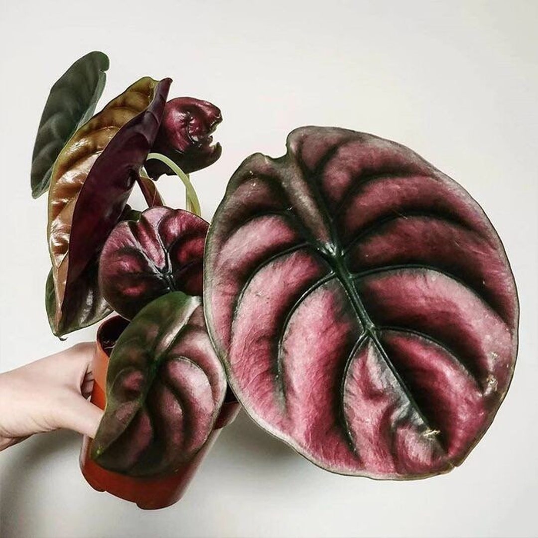 Alocasia Cuprea “red Secret” Starter Plant (ALL STARTER PLANTS
