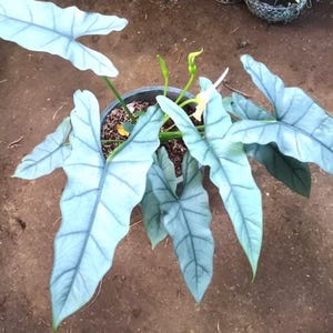 Alocasia Heterophylla &#39;Dragons Breath&#39; starter plant (All starter plants require you to purchase TWO plants)