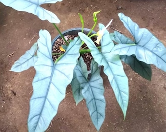 Alocasia Heterophylla 'Dragons Breath' starter plant (All starter plants require you to purchase TWO plants)